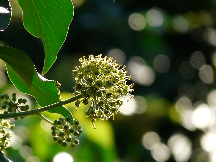 inflorescence, blossom, bloom, ivy, common ivy, hedera helix HD wallpaper