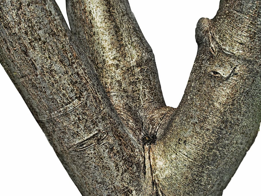 tree crook, crooked, twisted, environment, outdoor, nature HD wallpaper