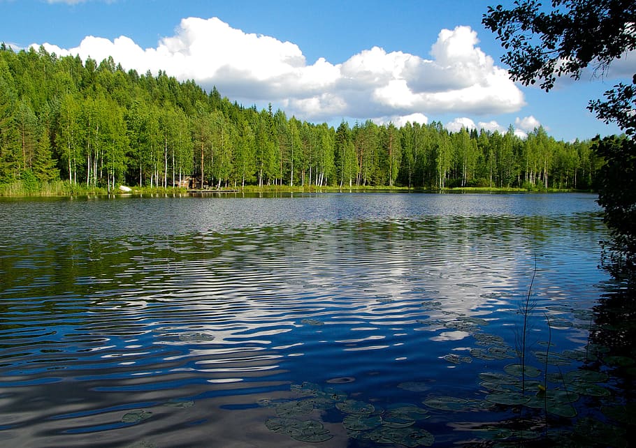 body of water near trees, finland, lake, forest, plant, beauty in nature HD wallpaper