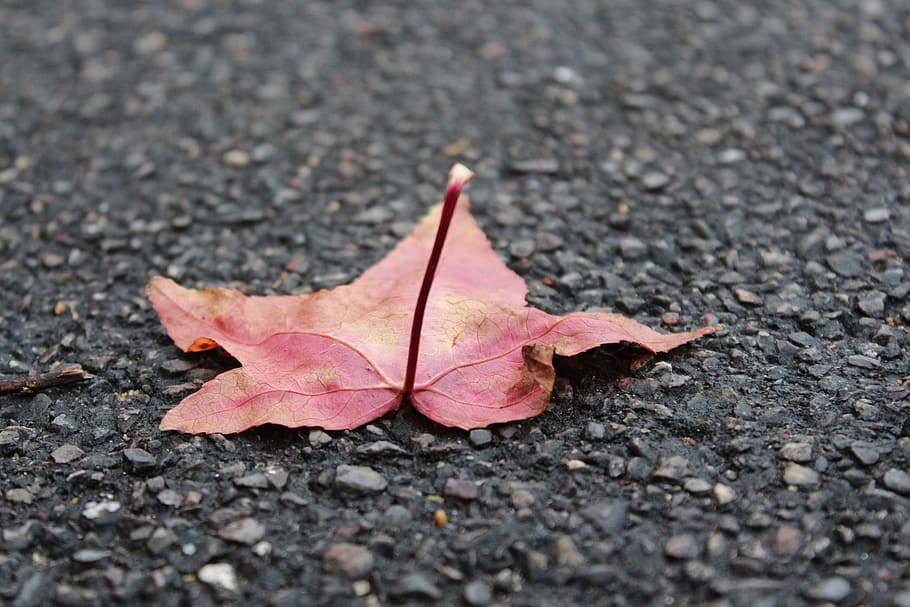 leaf, nature, ground, eco, environmental, land, green, field HD wallpaper