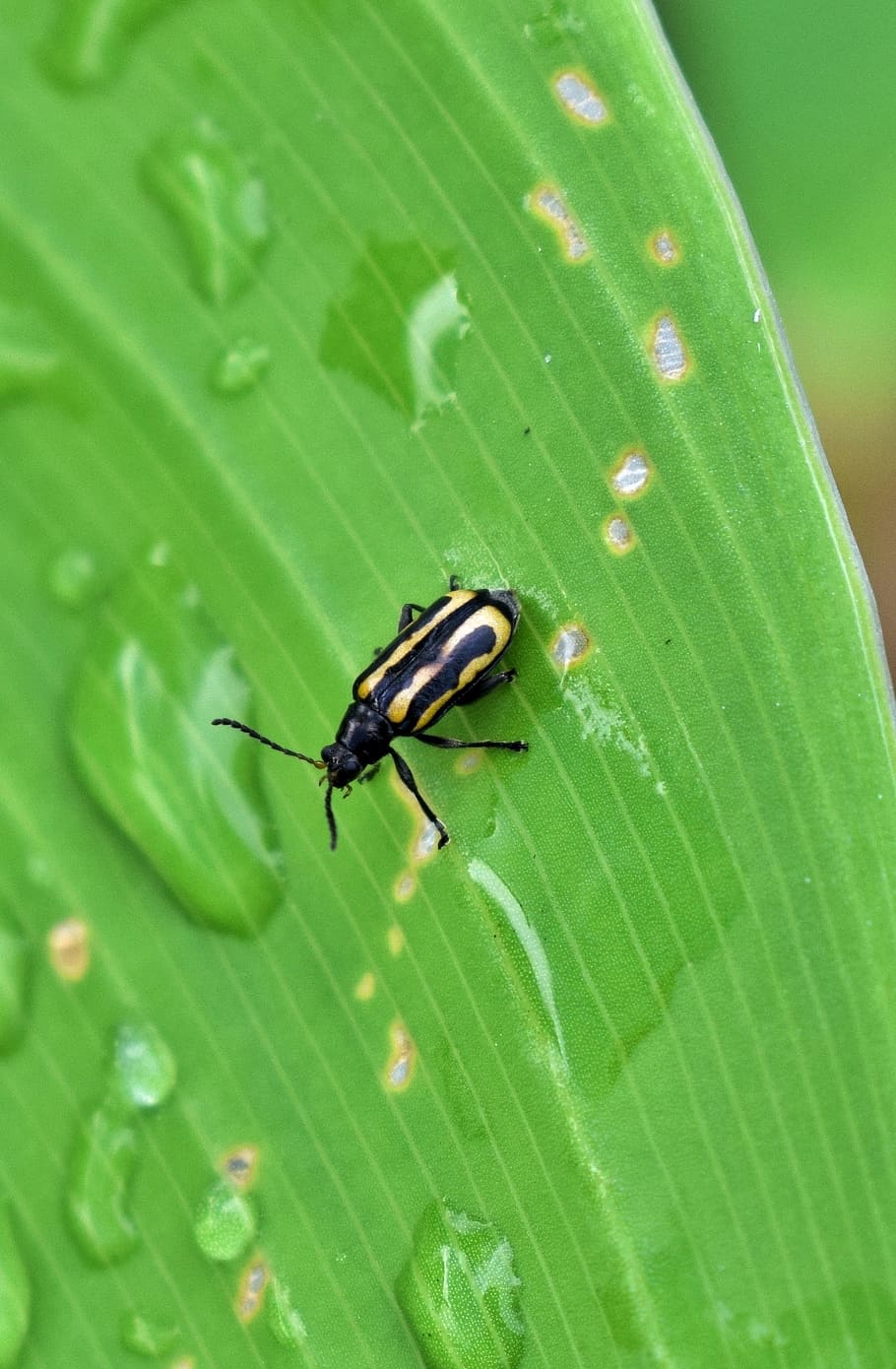 beetle, flea beetle, alligatorweed flea beetle, bug, insect