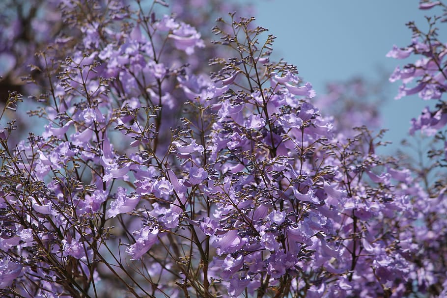 nature, purple, jacaranda tree, flowers, spring, bloom, seasonal, HD wallpaper