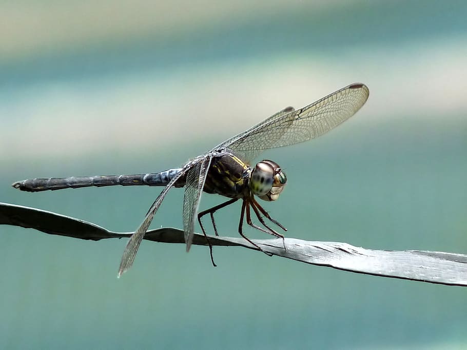 selective focus photography of black dragonfly perched on flat wire, HD wallpaper