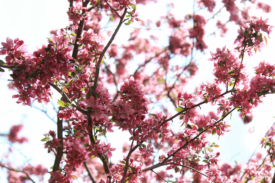 closeup photo of pink petaled flowers, shallow focus photography of red flowers HD wallpaper