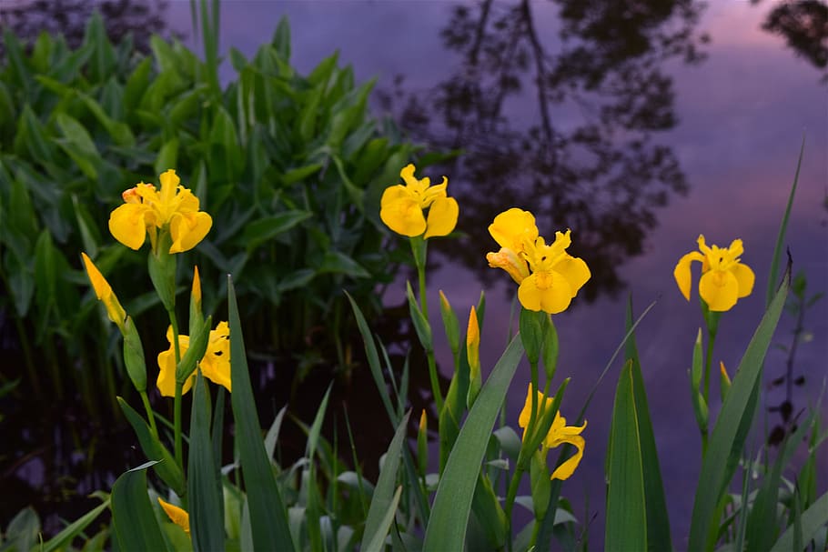 Yellow, Irises, Flowers, Spring, Bloom, yellow irises, nature HD wallpaper