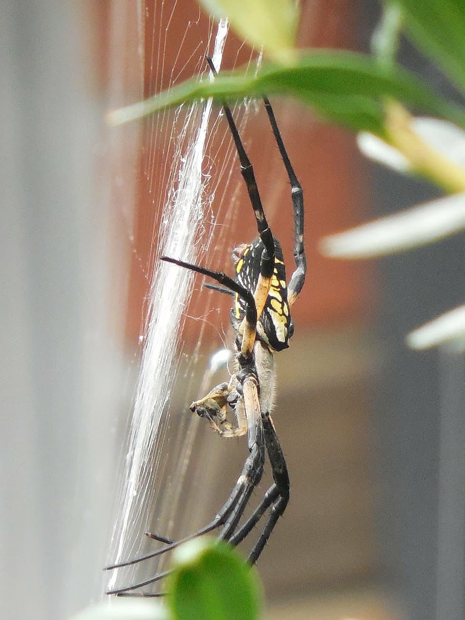 spider, web, nature, net, insect, design, animal, cobweb, spiderweb HD wallpaper
