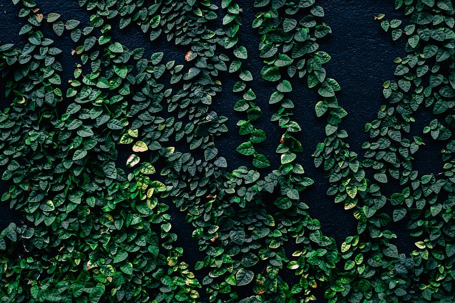 green leaf plants, green grass, foliage, vine, flower, green color HD wallpaper