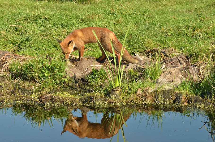 Fox, Predator, Mammal, Fauna, wild, naardermeer, netherlands HD wallpaper