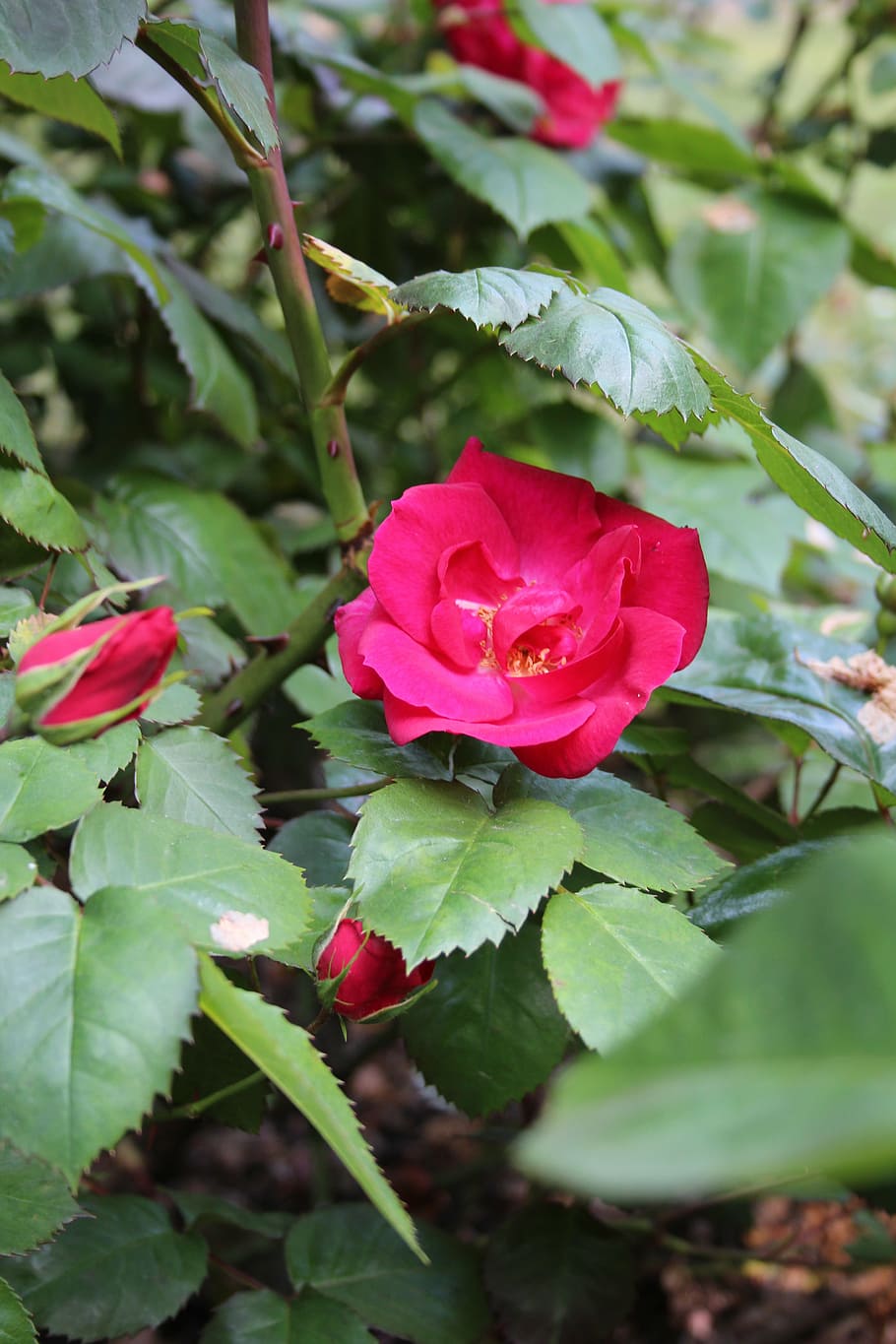 roses, flower, leaves, nature, red, leaf, plant, beauty in nature HD wallpaper