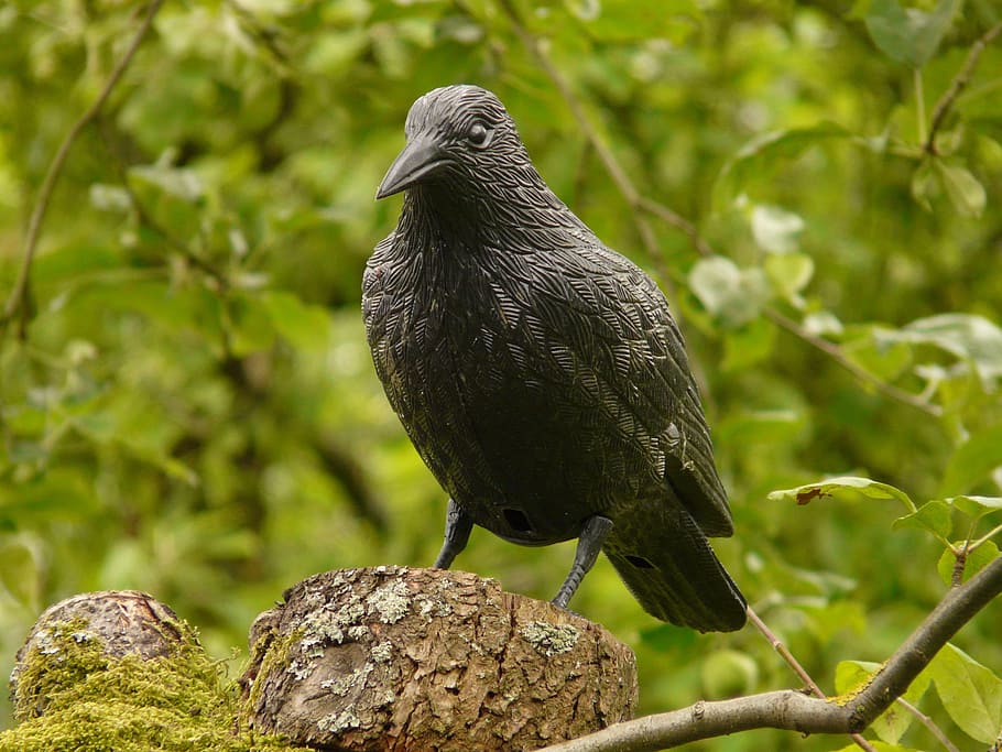 raven, figure, bird, forest, nature, crow, raven bird, black HD wallpaper