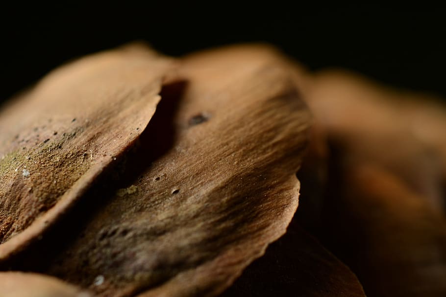pine-cone, macro, nature, close up, brown, pinecone, texture HD wallpaper