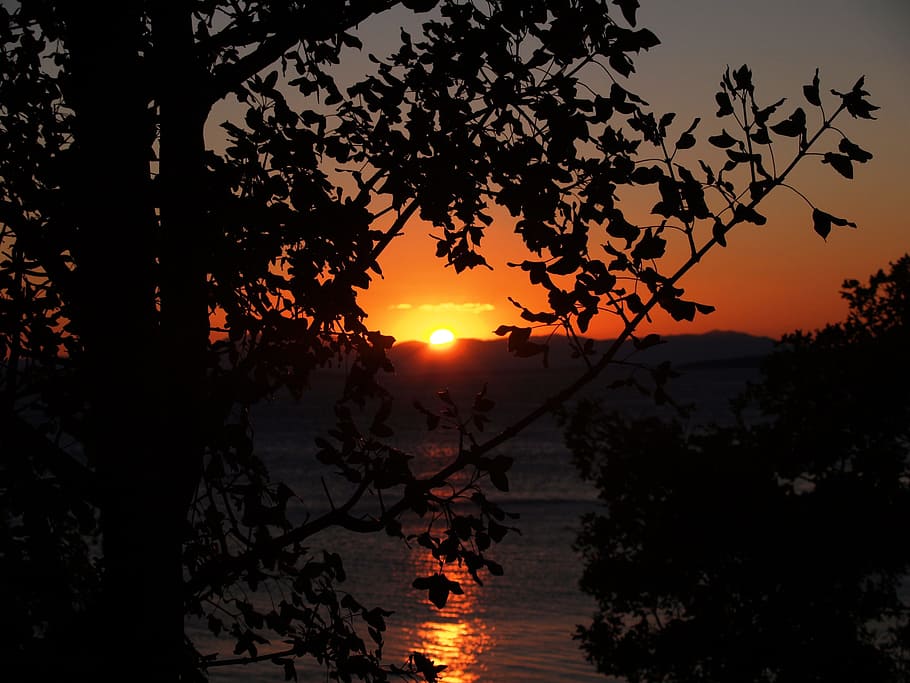 sunset, the sun, tree, sea, shadow, evening, branches, sky HD wallpaper