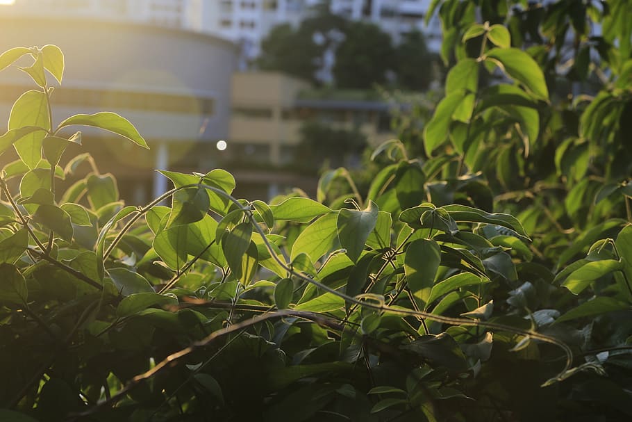 leaves, solar, sunlight, green, dicks, tree, nature, leaf, outdoors HD wallpaper