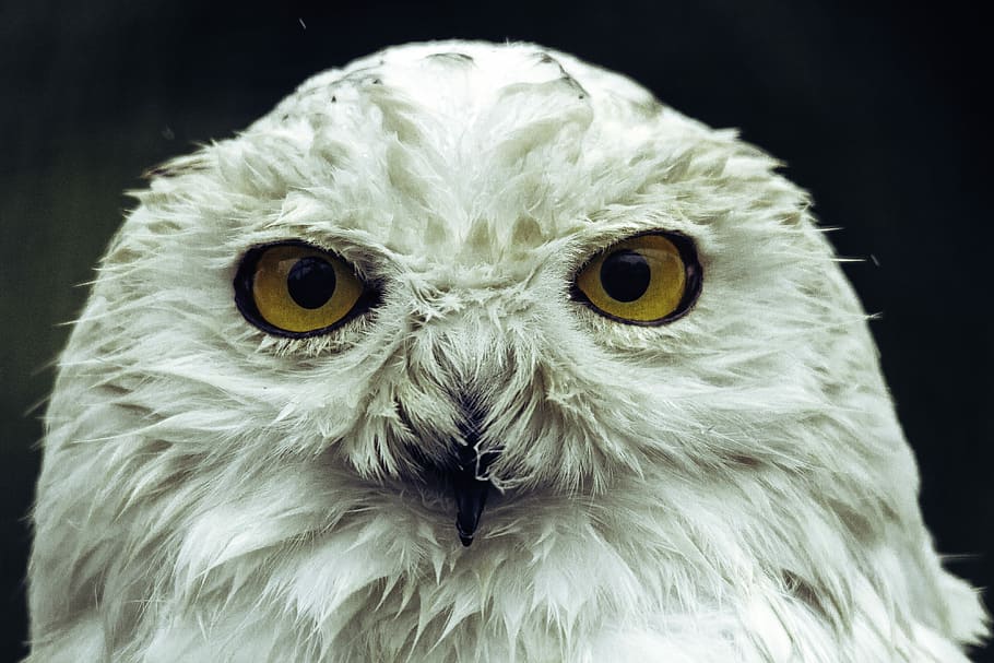 white owl in close up, photo of white owl, feather, animal, bird HD wallpaper