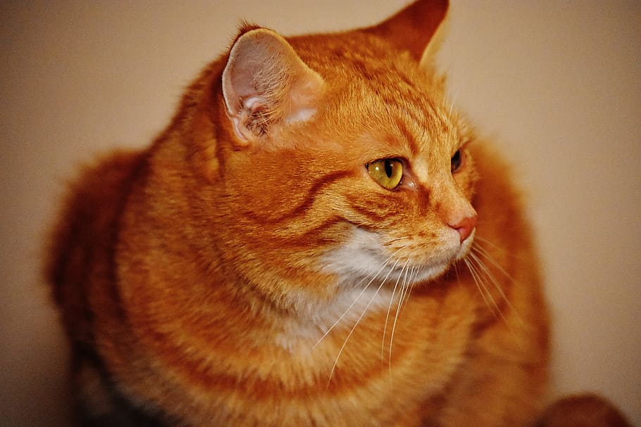 cat, red, funny, cute, mackerel, tiger, sweet, cuddly, animal HD wallpaper
