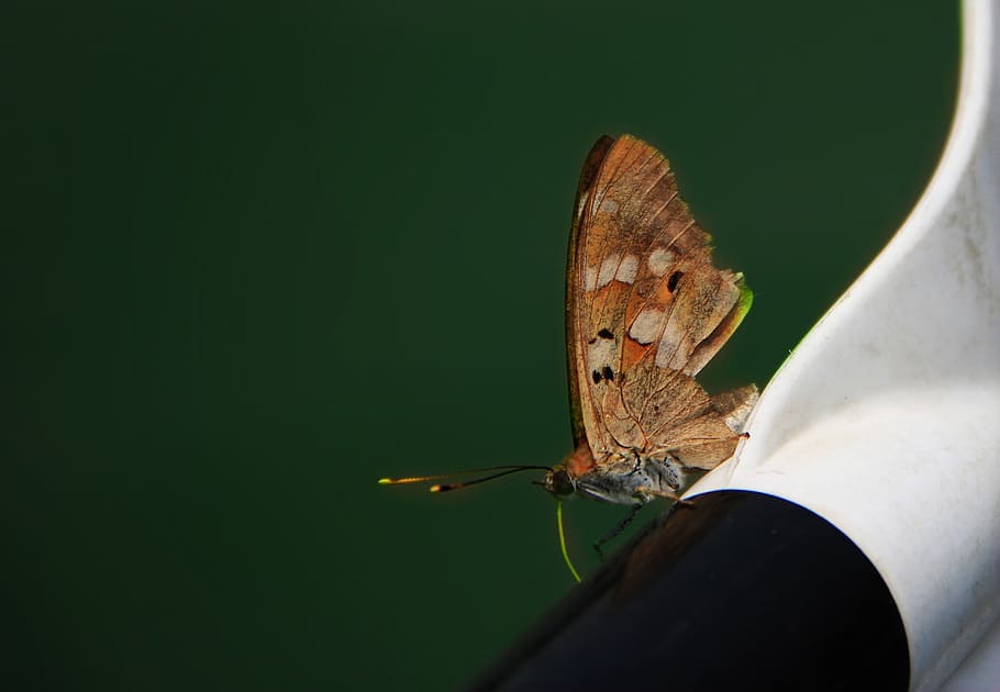 butterfly, travel, attachment, insect, invertebrate, animal wing HD wallpaper