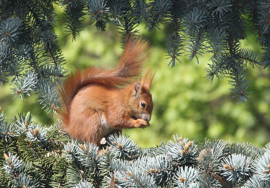 squirrel, nature, animal themes, tree, mammal, animal wildlife HD wallpaper
