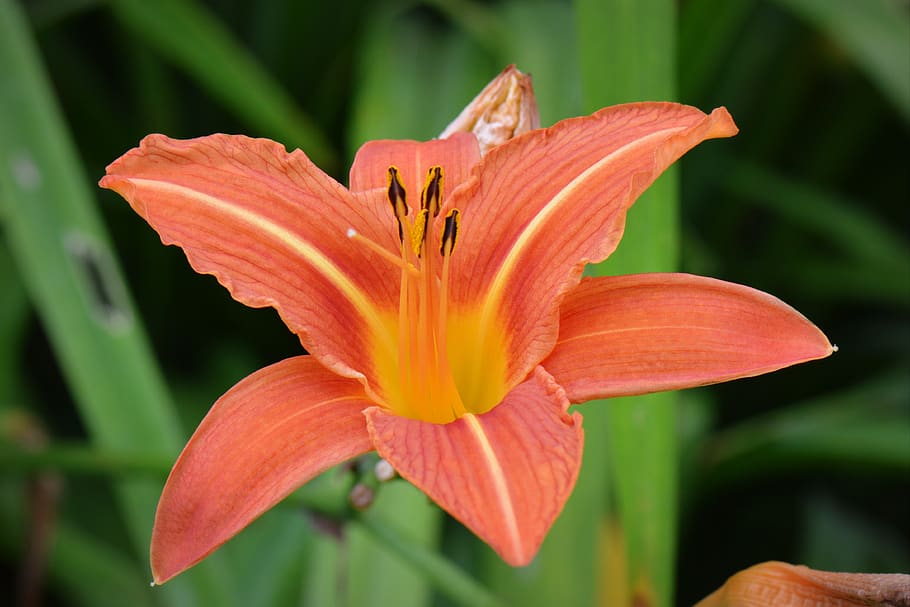 flower, nature, macro, flowering plant, petal, vulnerability HD wallpaper