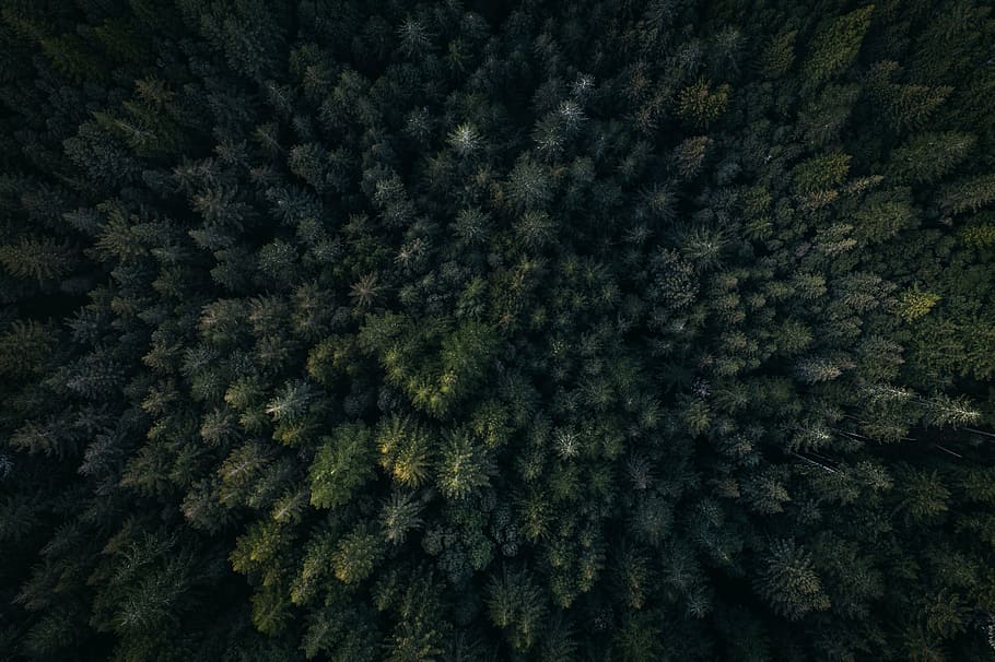 aerial photography of pine trees, green, leaf, plants, nature HD wallpaper