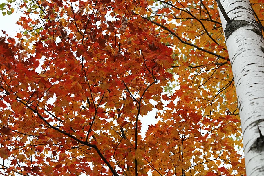 birch, birch tree, color, leaf, autumn, fall, white bark, nature HD wallpaper