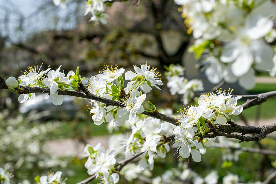 closeup of white flowering tree, petaled, cherryblossom, daytime HD wallpaper