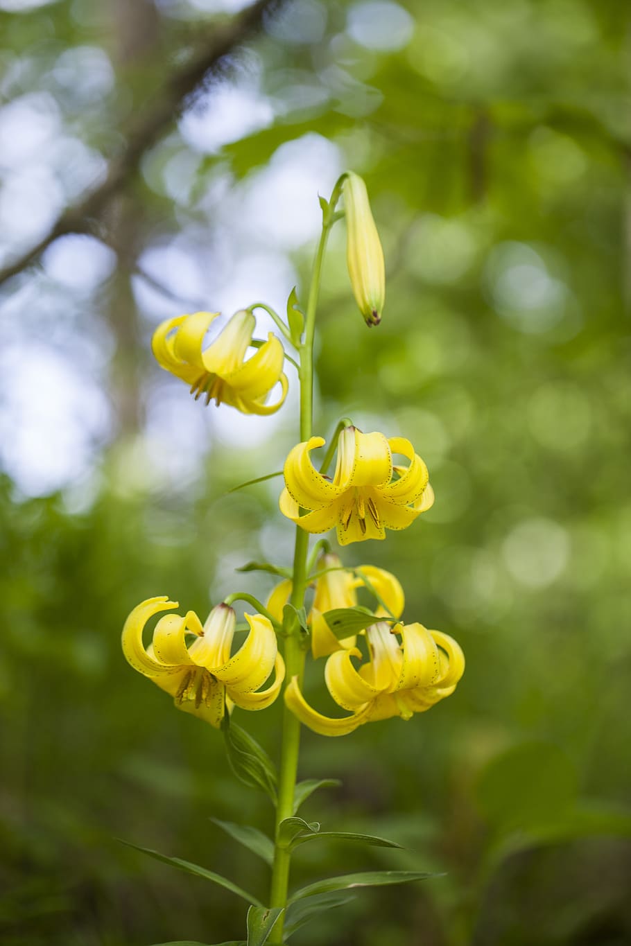 lily, lilium kesselringianum, red-listed plant, yellow, rare flower