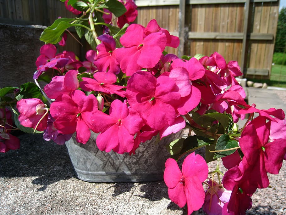 diligent lisa, flowers, red, pot, summer, flowering plant, pink color HD wallpaper