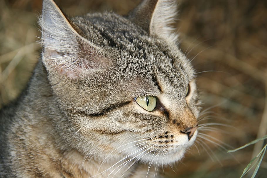 cat, observing, cat face, one animal, animal themes, feline HD wallpaper