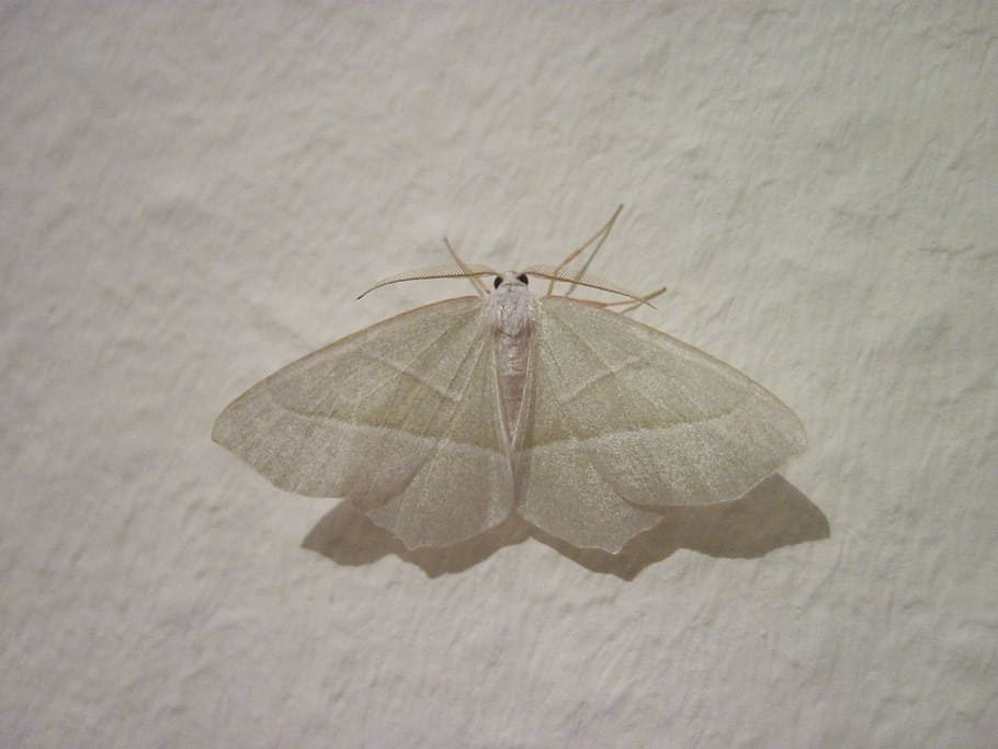 motte, white, wing, insect, spring little figure, close, flight insect HD wallpaper