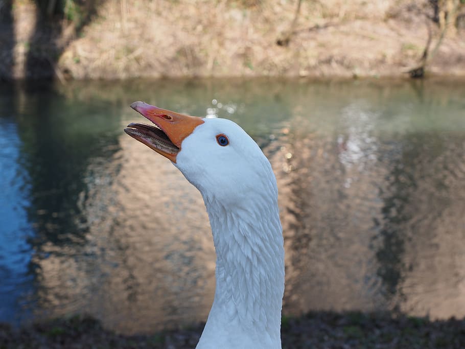 goose, scream, attention, important, courageous, head, neck HD wallpaper