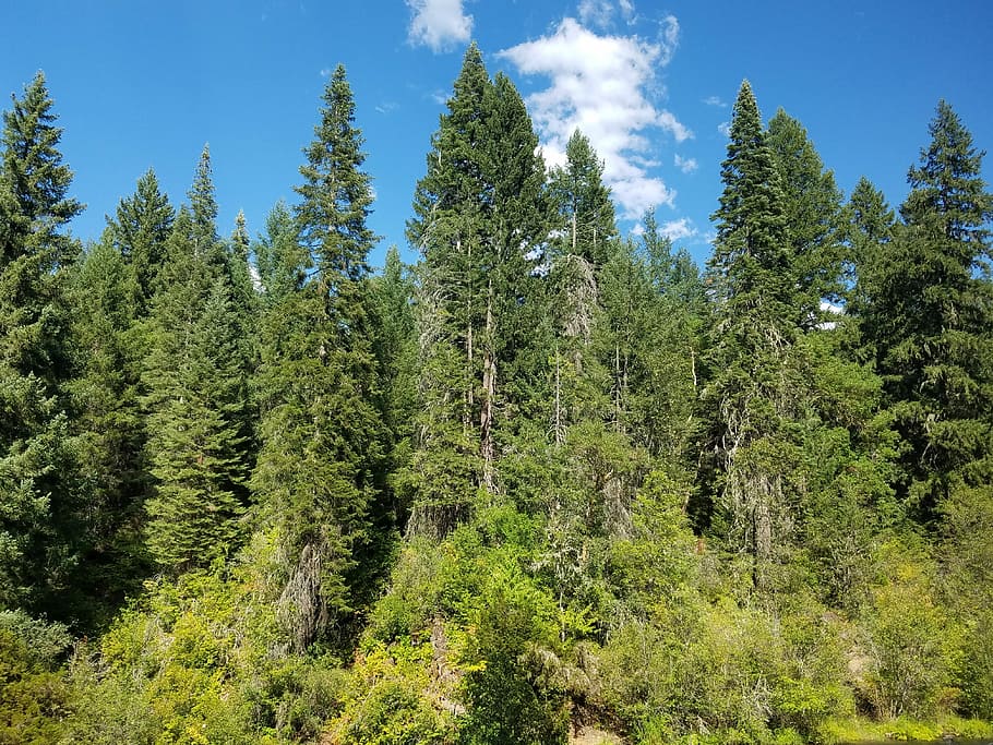 Woods, Forest, Trees, Oregon, Nature, landscape, summer, scenic HD wallpaper