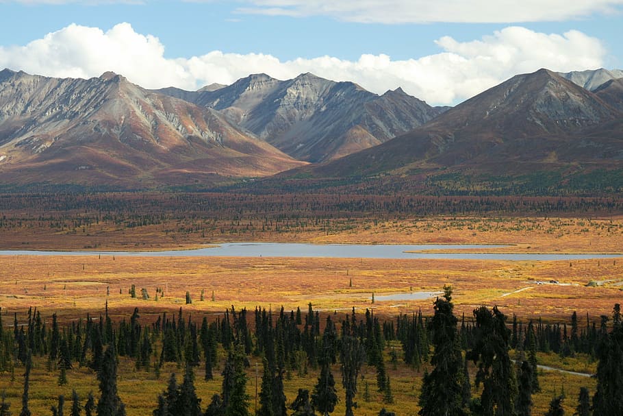 green leafed tree lot near mountain, alaska, wilderness, mountains HD wallpaper
