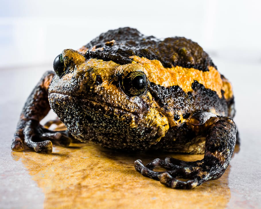 toad, anuran, frog, amphibians, animal, wildlife, reptile, nature HD wallpaper