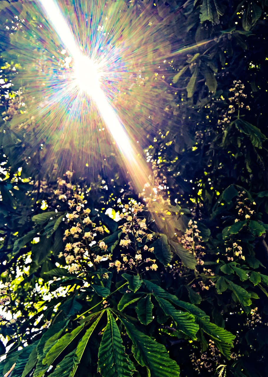 Nature, Chestnut, Tree, Tree, Spring, chestnut blossom, chestnut leaves HD wallpaper