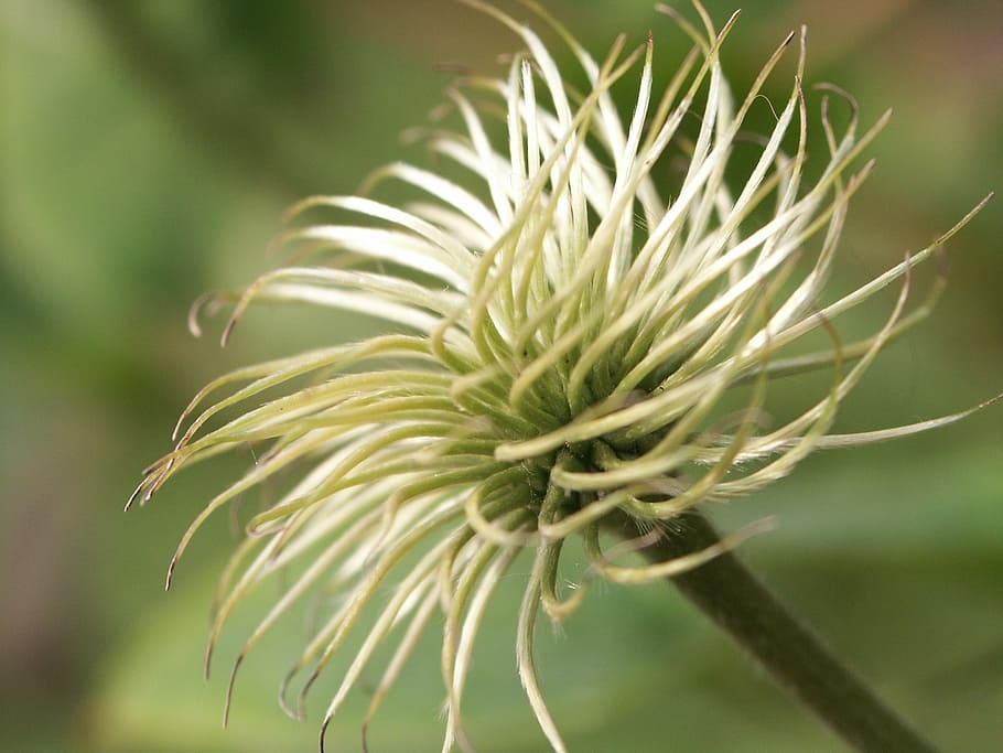clematis, white, green, plant, focus on foreground, close-up HD wallpaper