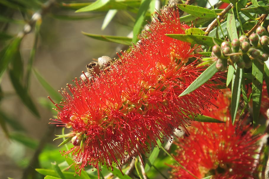 Callistemon, Bottlebrush, Native, Trees, native trees, natural HD wallpaper