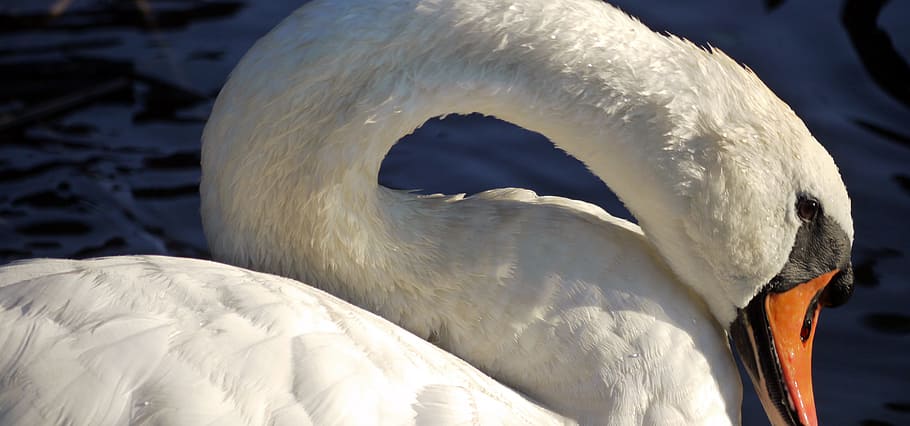 white mute swan on body of water, feather, neck, bird, water bird HD wallpaper