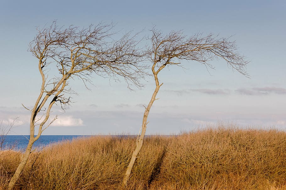 trees, beach, nature, water, sea, autumn, sky, baltic sea, forest HD wallpaper