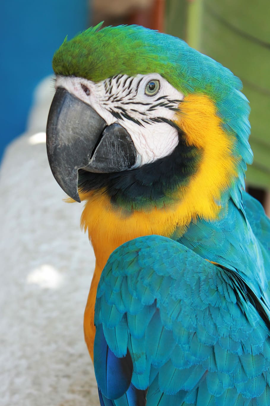 Macaw, Parrot, Bird, Animal, blue, colorful, nature, wildlife HD wallpaper
