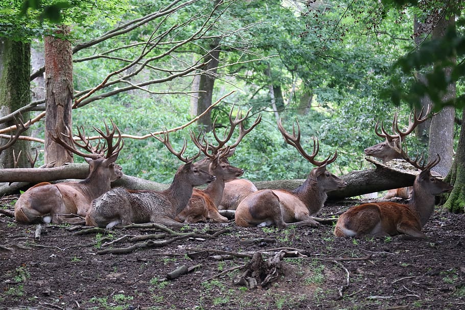 hirsch, wild, antler, forest, tree, mammal, animal themes, plant HD wallpaper