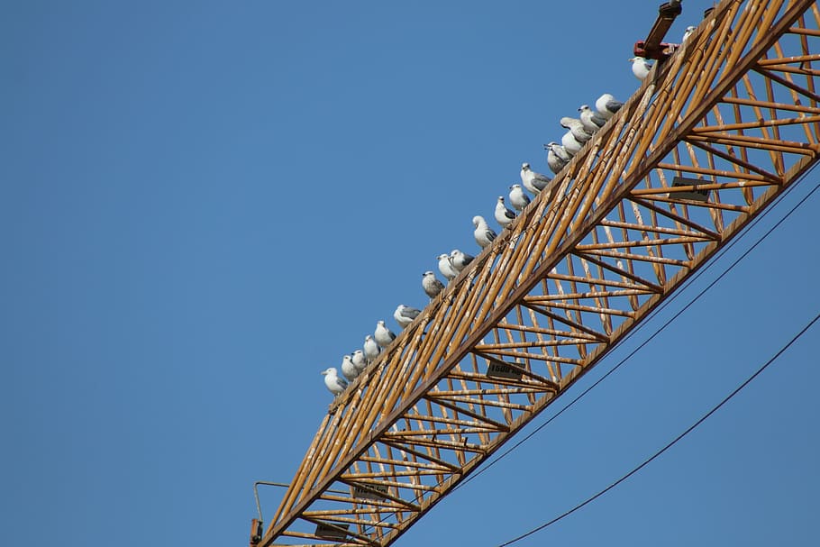 crane, works, seagulls, under construction, build, rest, security HD wallpaper