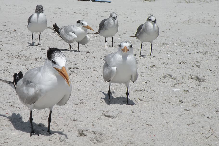Birds, Beach, Sand, animals in the wild, animal wildlife, nature HD wallpaper