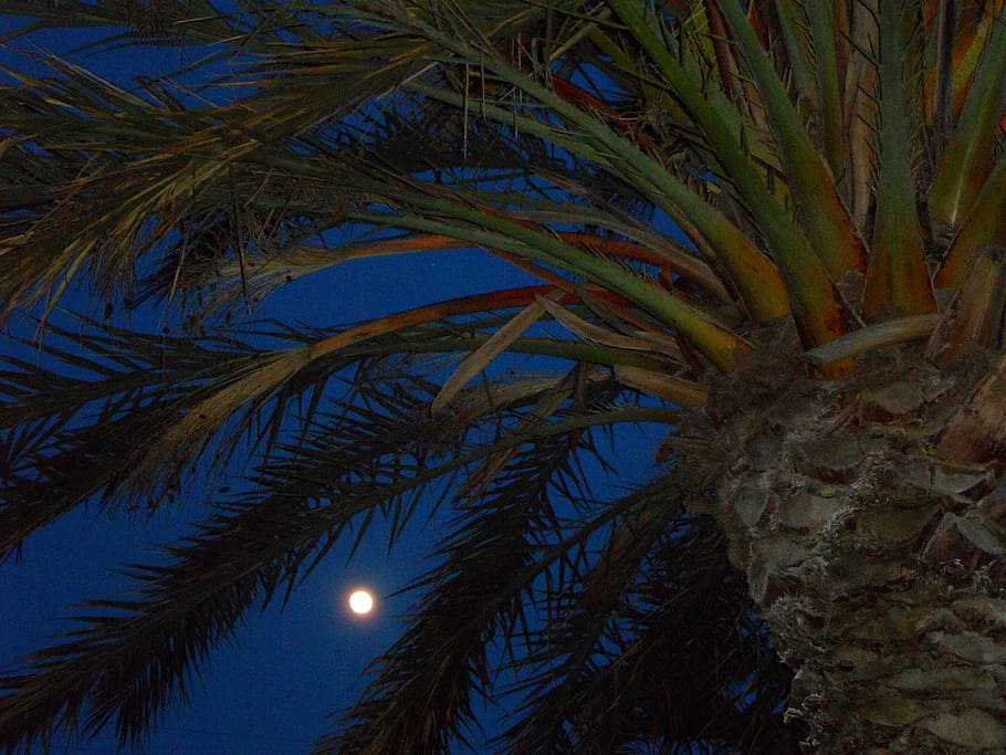 evening, night, abendstimmung, moon, full moon, light, palm HD wallpaper