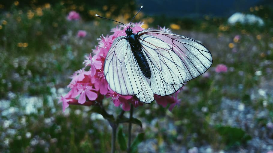 butterfly, nature, flower, insect, invertebrate, close-up, animal wing HD wallpaper