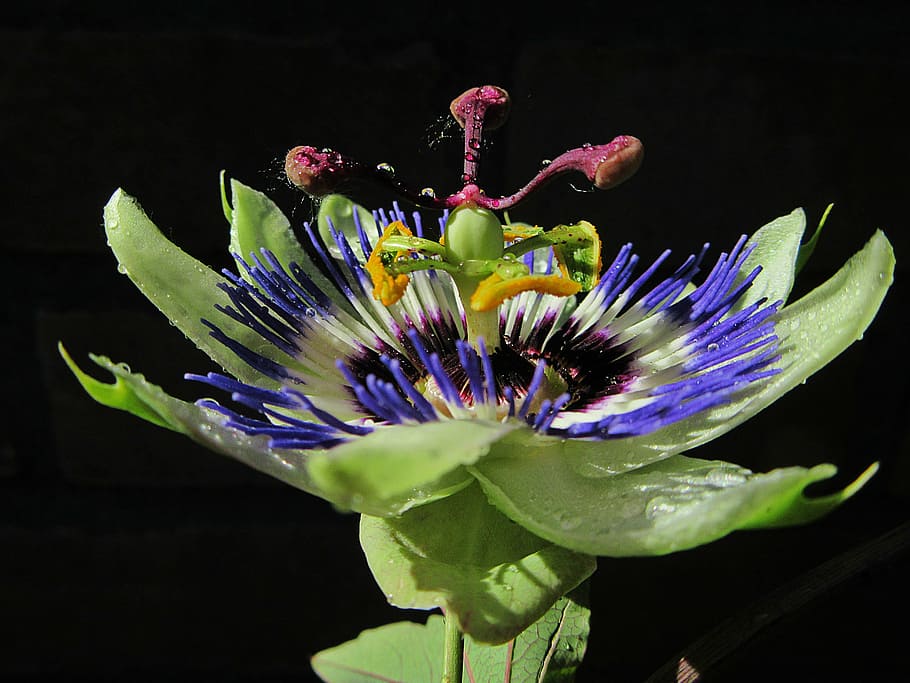 passiflora, passion flower, dew, sun, morning, close up, stamens HD wallpaper