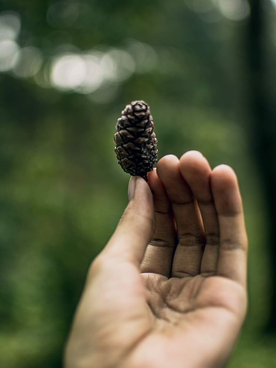 tilt shift photography of a person showing a pinecone, selective focus photography of person holding brown pine cone, HD wallpaper