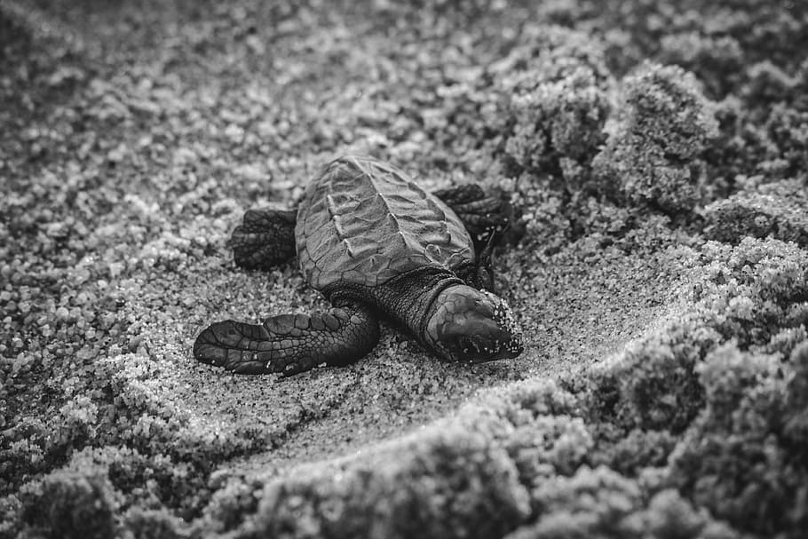 selective focus photography of young turtle on sand, grayscale photography of turtle hatchling