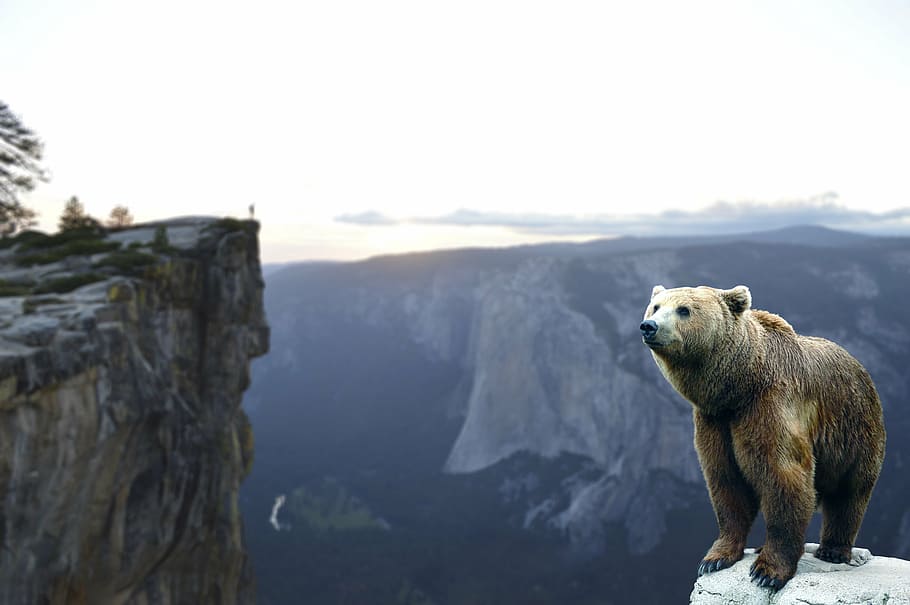 grizzly bear on top of a rock mountain, wait, landscape, nature HD wallpaper