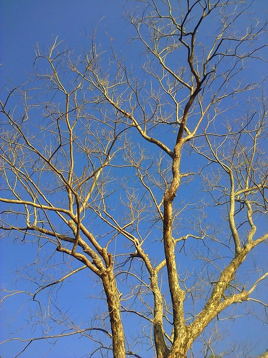 Tree, Branches, Nature, Forest, woods, sky, outdoors, environment HD wallpaper