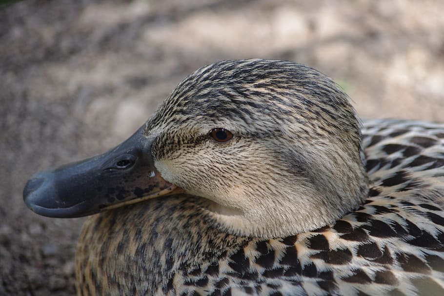 birds, duck, plumage, animal themes, animal wildlife, one animal HD wallpaper